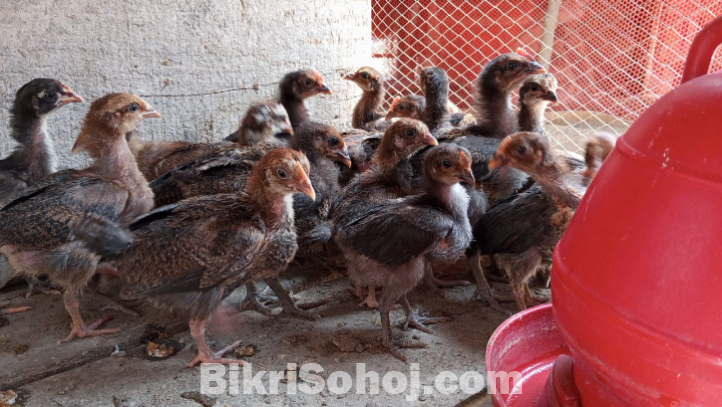 Deshi Murgir Bacca | দেশি মুরগির বাচ্চা । ১ মাস বয়স